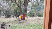 Roos Just Wanna Have Fun: Kangaroo Grapples With Bouncy Balls