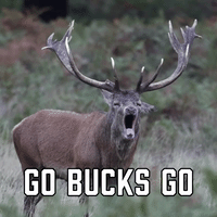 Go Bucks Go