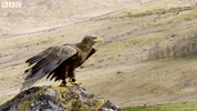 take off fly GIF by BBC Earth