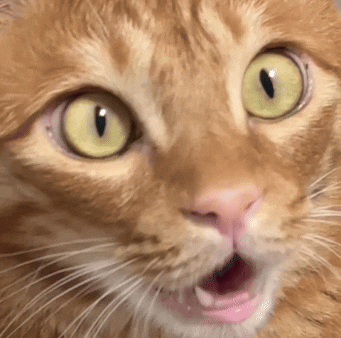 Shock Disbelief GIF