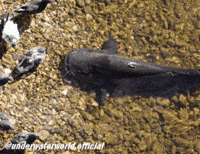 Fishing Pigeon GIF