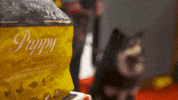 ORIJENUK  GIF