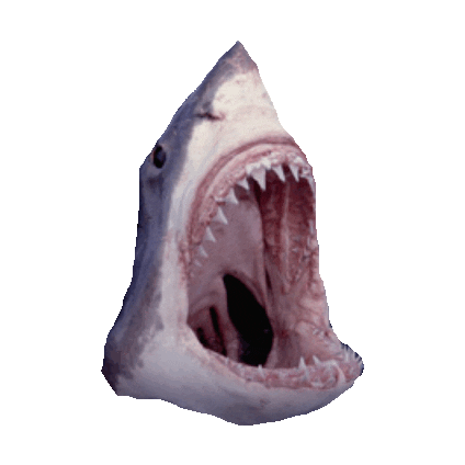 awesome shark STICKER by imoji