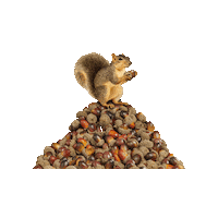 Squirrel This Is Nuts Sticker by TELUS