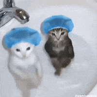 Cat Dog GIF