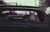 Cat Driving GIF