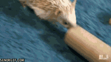 hedgehog tubing GIF by Cheezburger