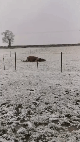 Pony Rolls Around on Snowy Field in England