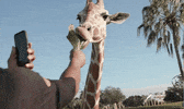 Football College GIF by Hogs+