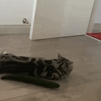 Cat Cucumber GIF