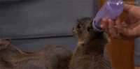 tonight show nbc GIF by The Tonight Show Starring Jimmy Fallon