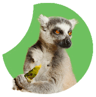 Lemur Sticker by mBills