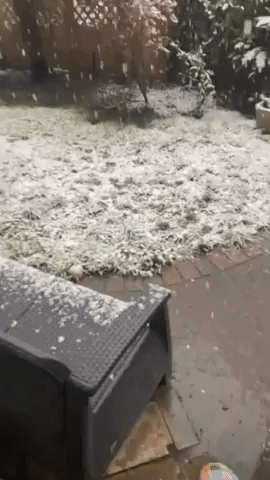 Golden Retriever Catches Flakes as Snow Falls in London