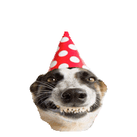 Celebrating Happy Birthday Sticker by imoji