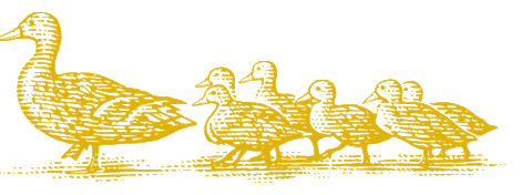Ducks Sticker by UC Davis