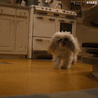 Dog Starz GIF by Shining Vale