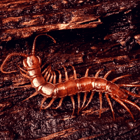 otravilaru giphyupload GIF