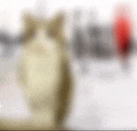 Shut Up GIF