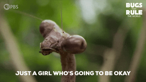 Praying Mantis Ok GIF by PBS