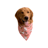 Golden Retriever Tongue Out Sticker by Geekster Pets