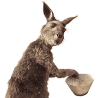 Kangaroo Kanguru Sticker by Die Känguru Chroniken