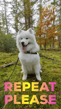 Dogs Please GIF