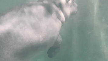 Cincinnati Zoo's Baby Hippo Dives Deep