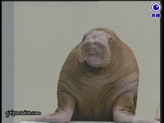 interested fin GIF