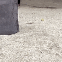 Go On My Way GIF by San Diego Zoo Wildlife Alliance