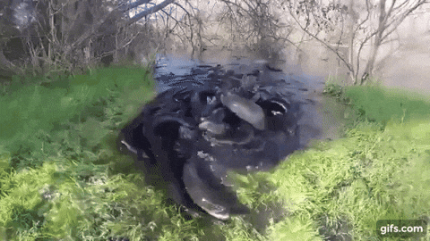 eels GIF