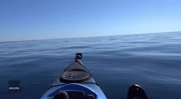 Kayaker Documents Close Encounter With Minke Whale Off Cornish Coast