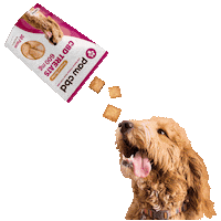 Peanut Butter Dog Sticker by cbdMD