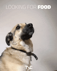 tnc_group dog food hungry eat GIF