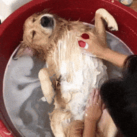 Aww Bathing GIF