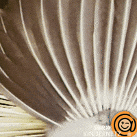 Turn Around Dance GIF by SWR Kindernetz