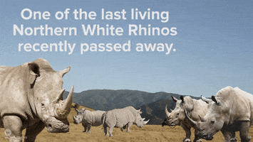 northern white rhino image GIF by NowThis 