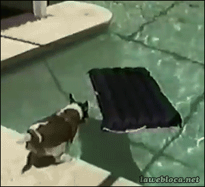dog pool GIF