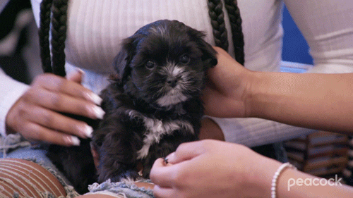 Dog GIF by PeacockTV