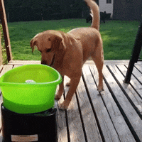dog love GIF by Pamily