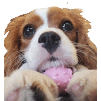 Tweedrva puppy annie king charles tweed Sticker