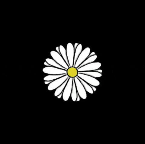 camyworks flores daisy flor daisies GIF