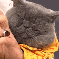 Good Morning What GIF by TRT