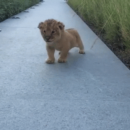 simba GIF