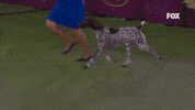 GIF by Westminster Kennel Club