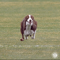 Dog Running GIF by American Kennel Club