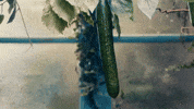 Drinks Fruit GIF by HENDRICK'S GIN