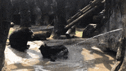 Black Bear Drink GIF by Zoo Knoxville