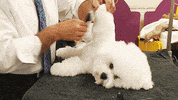Dog GIF by Westminster Kennel Club