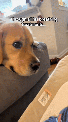 cuteanimalland giphyupload GIF