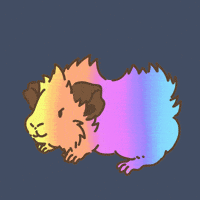 Licht Guineapig GIF